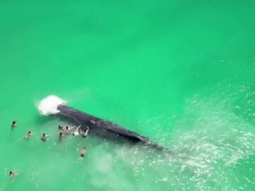 El vídeo de la ballena en una playa australiana