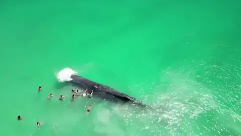 El vídeo de la ballena en una playa australiana El vídeo de la ballena en una playa australiana