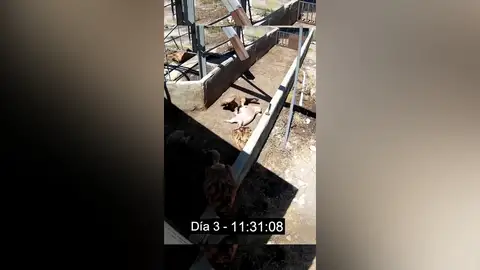 El vídeo que muestra las evidencias de maltrato de la 'granja del terror' El vídeo que muestra las evidencias de maltrato de la 'granja del terror'