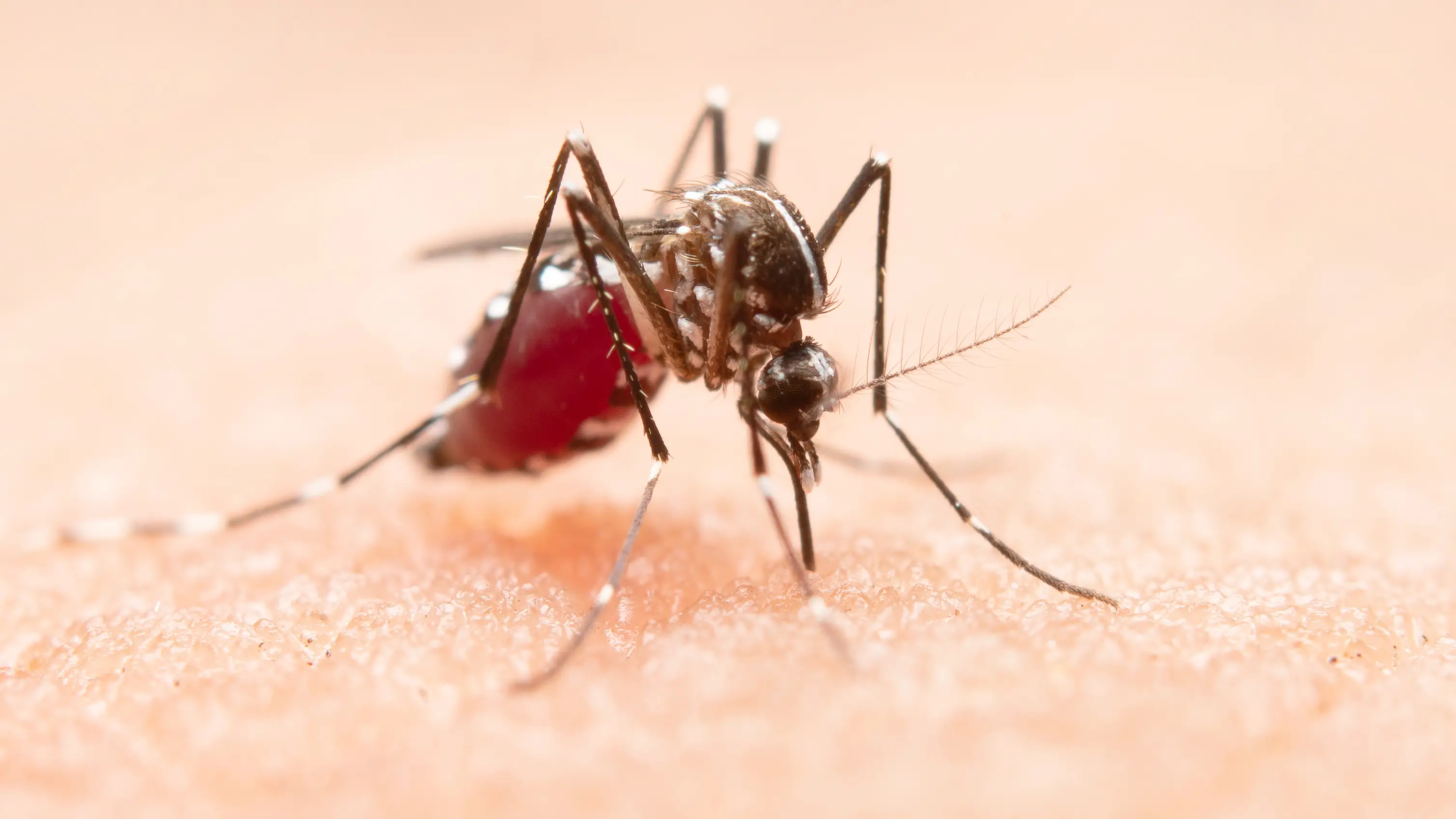 Mosquito Mosquito