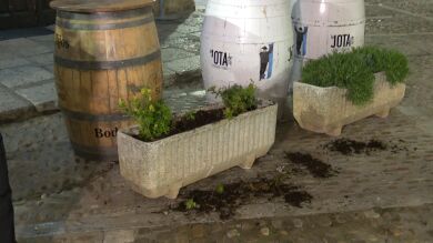 El dueño de un restaurante en Zamora busca al ladrón de su laurel: 