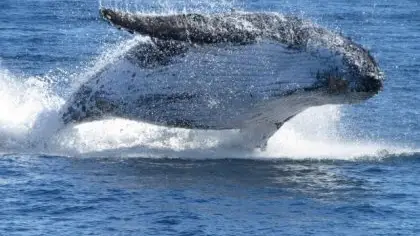 Ballena jorobada Ballena jorobada
