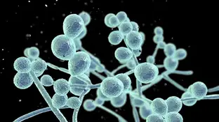 Imagen de un hongo al microscopio Imagen de un hongo al microscopio