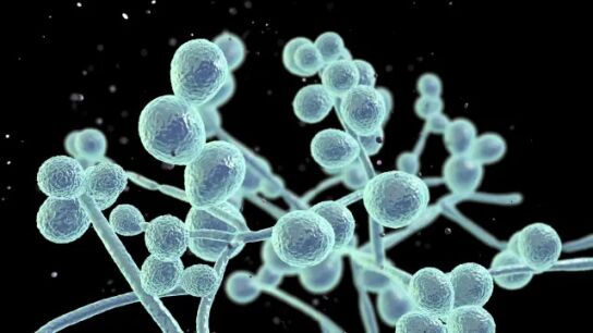 Imagen de un hongo al microscopio