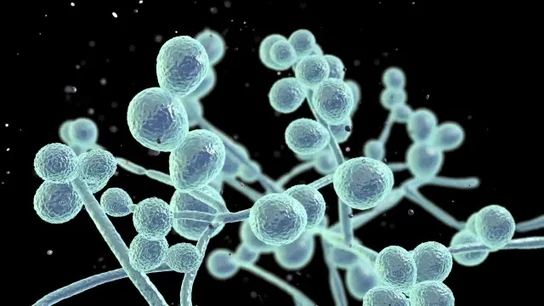 Imagen de un hongo al microscopio Imagen de un hongo al microscopio