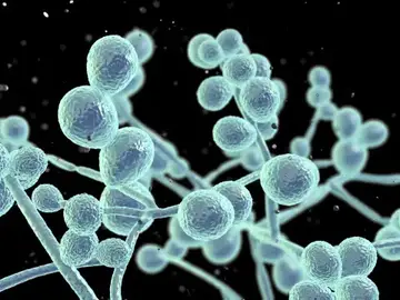Imagen de un hongo al microscopio Imagen de un hongo al microscopio