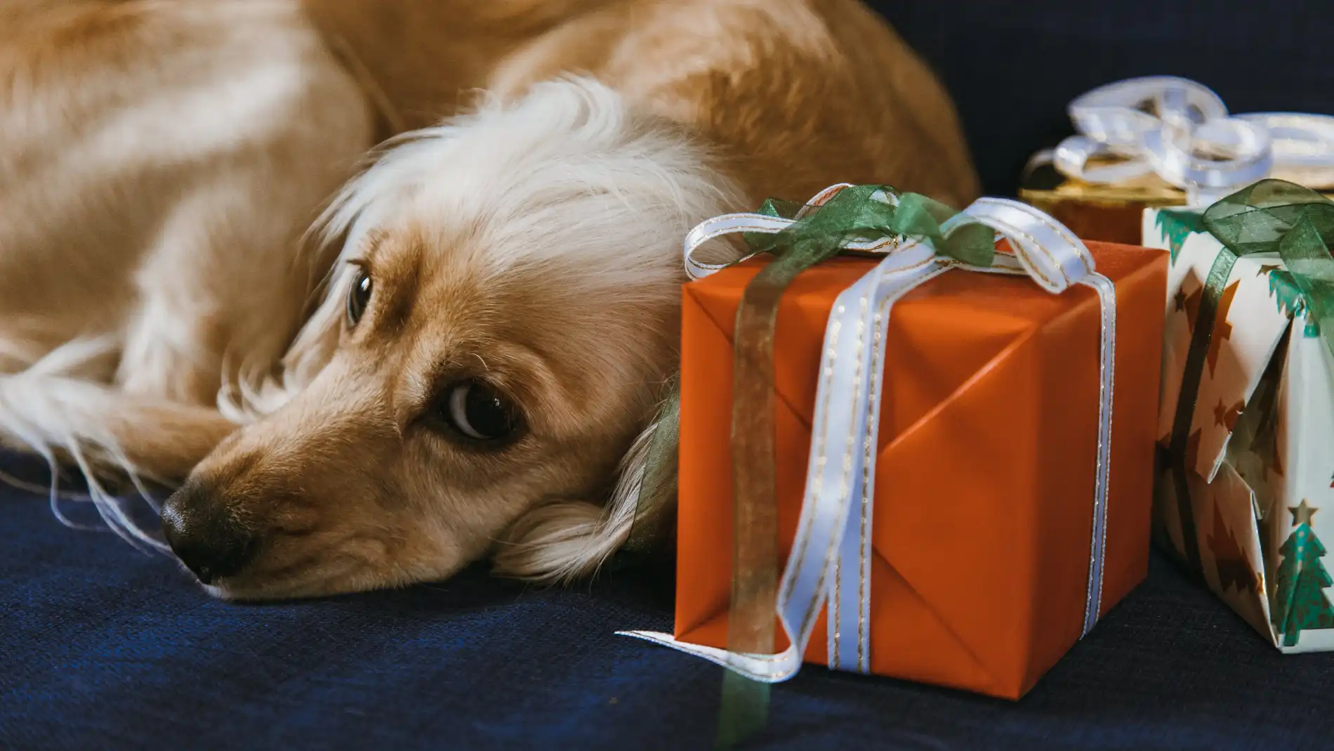 Perro y regalo