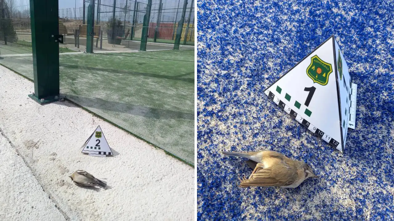 Pájaros muertos tras chocar contra estructuras de cristal Pájaros muertos tras chocar contra estructuras de cristal