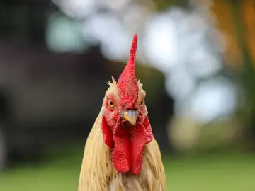 Gallo Gallo