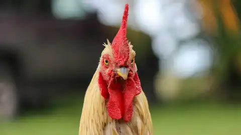 Gallo Gallo