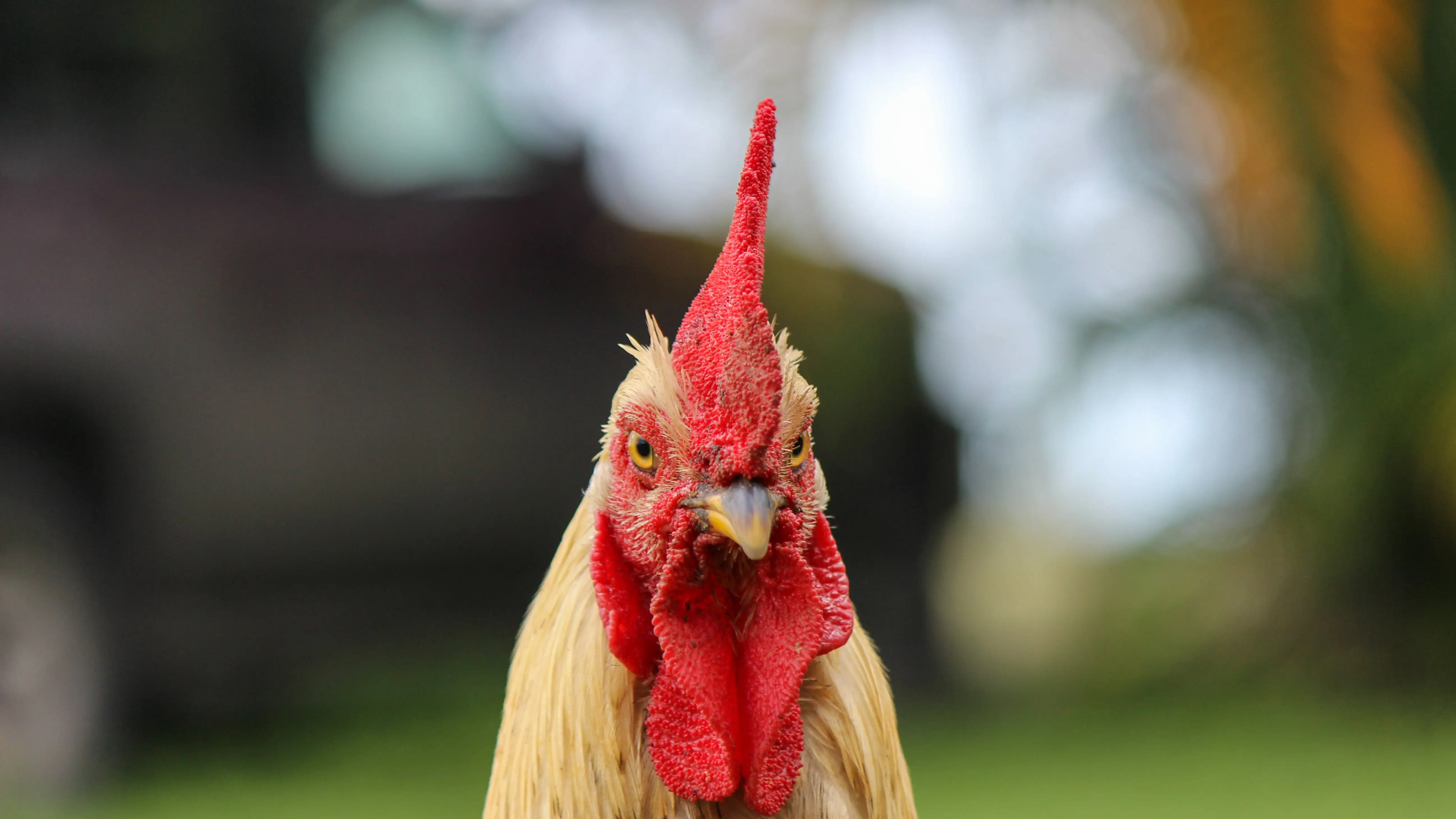 Gallo Gallo