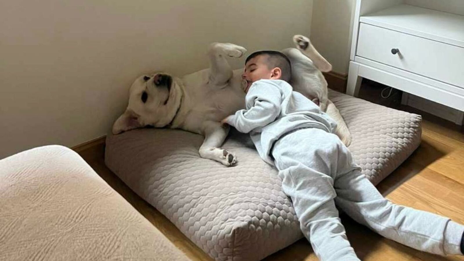 Sheila, sobre su hijo de 5 años con autismo y su perro de asistencia: 
