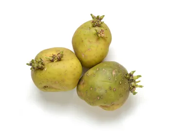 Patatas con brotes y partes verdes Patatas con brotes y partes verdes