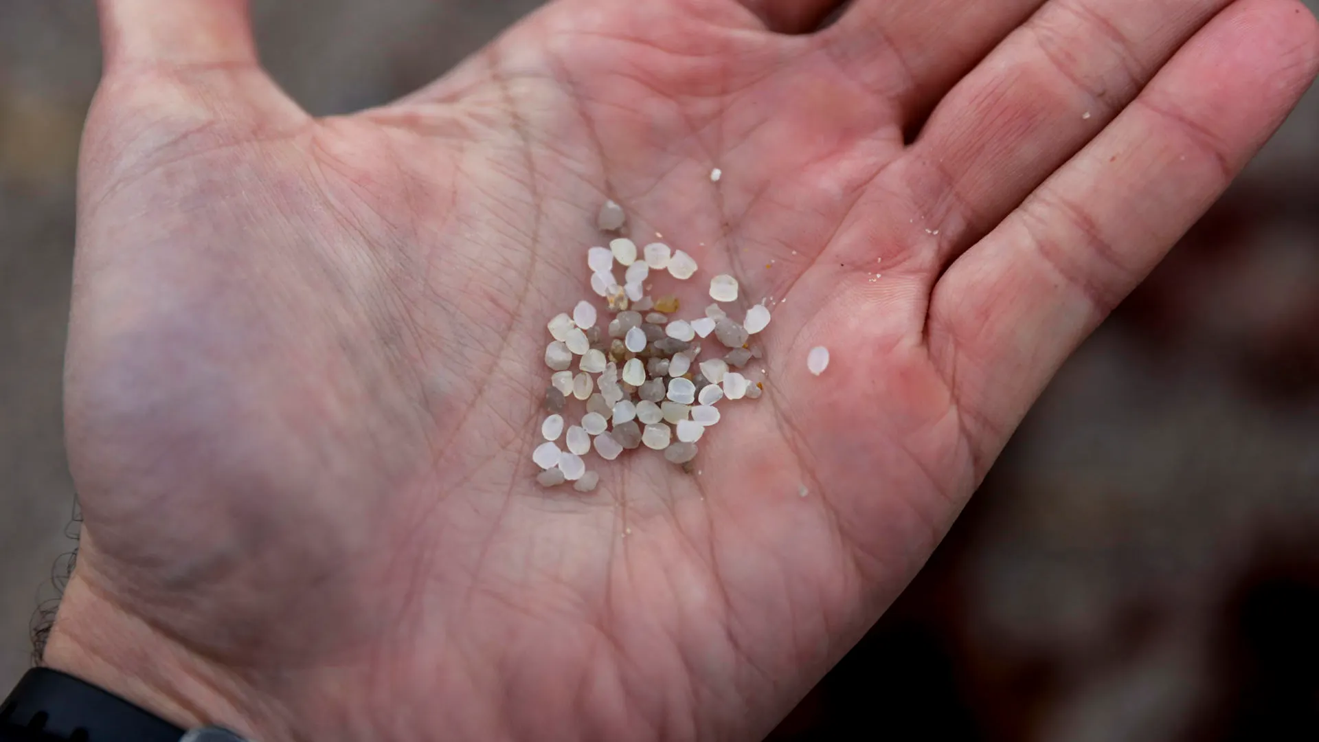 Pellets recogidos en una playa gallega