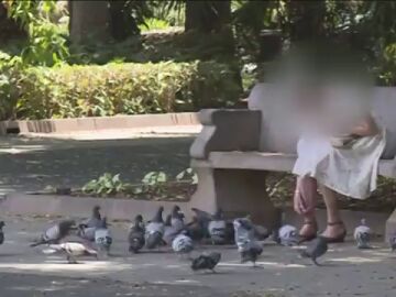 Multa de 1.500 euros para una mujer por alimentar a palomas en la calle