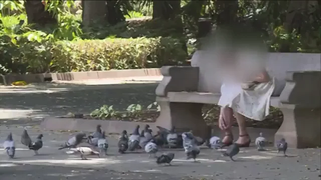 Multa de 1.500 euros para una mujer por alimentar a palomas en la calle Multa de 1.500 euros para una mujer por alimentar a palomas en la calle