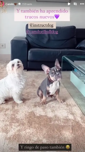 Los perros de Anita Matamoros Los perros de Anita Matamoros