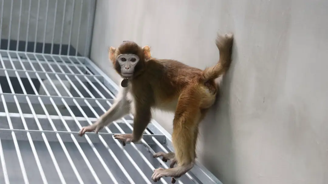Mono rhesus Mono rhesus