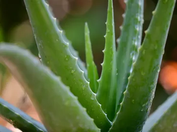 Planta de aloe vera Planta de aloe vera