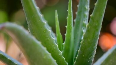 Aloe vera en cosméticos: ¿es verdad que va bien para la piel?