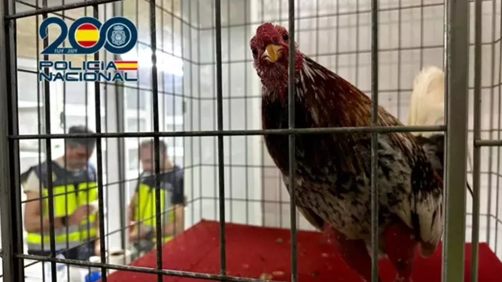 Gallos amputados en Aspe Gallos amputados en Aspe