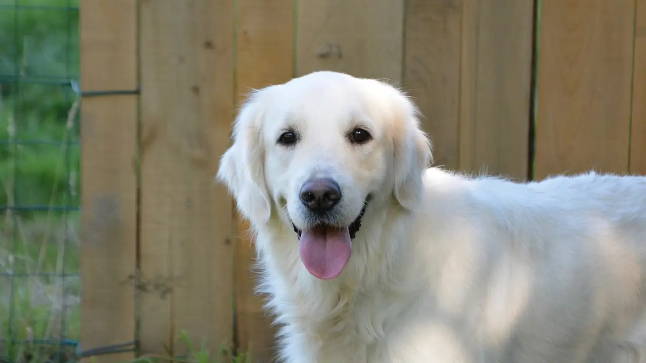 Imagen de archivo de un golden