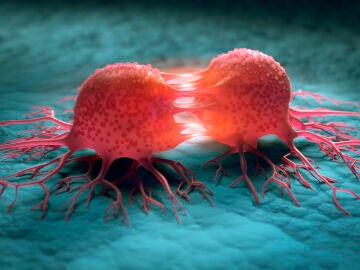 Reproducción de células cancerosas