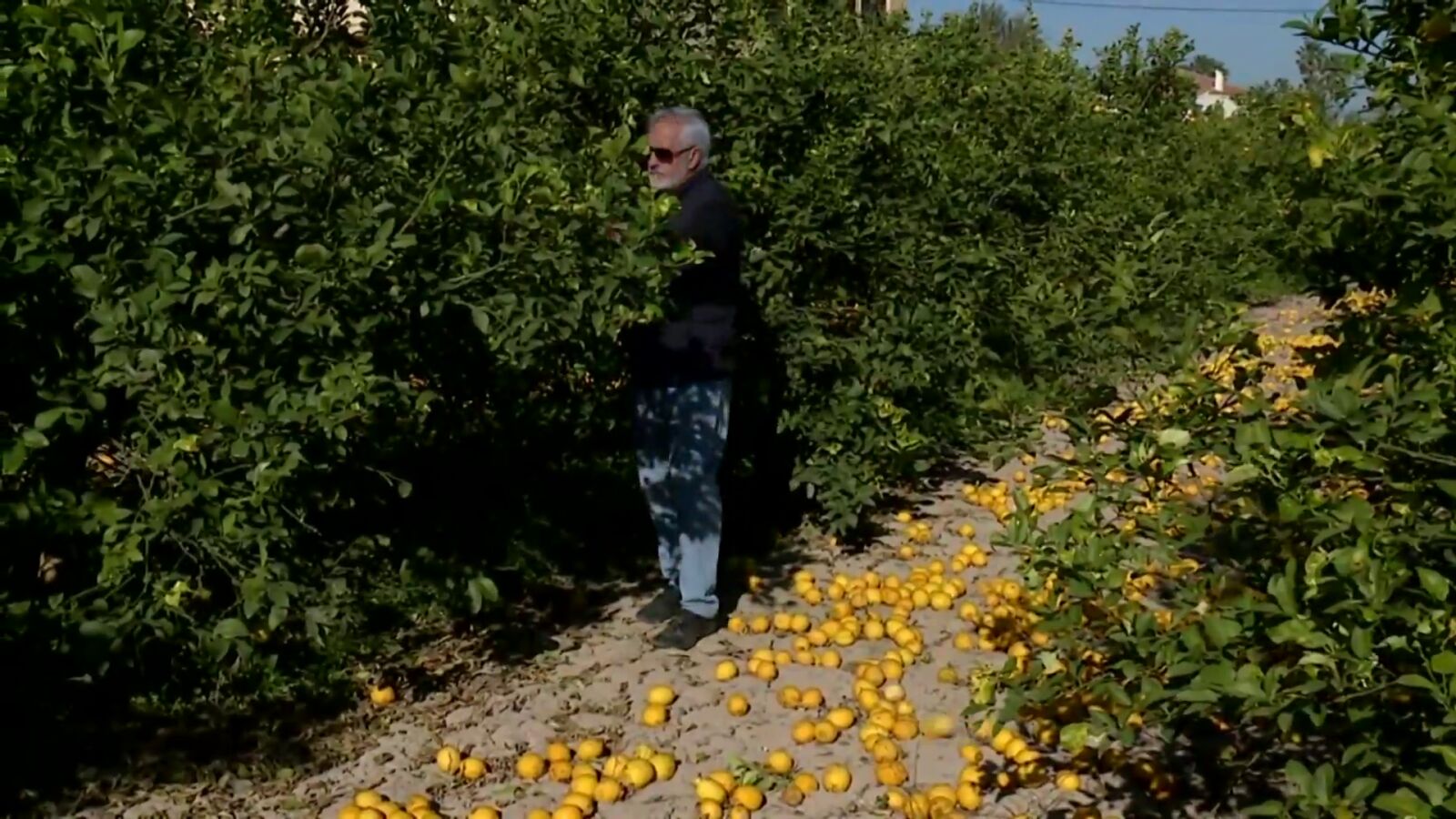 Los agricultores dejan en el suelo miles de limones sin recolectar: 