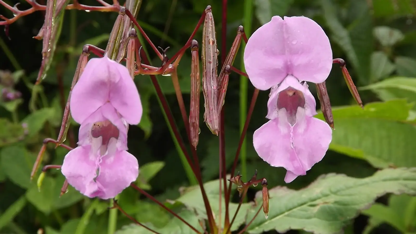 Se crea la primera base de datos sobre los impactos de las plantas invasoras en Europa Se crea la primera base de datos sobre los impactos de las plantas invasoras en Europa