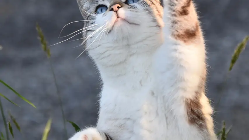 Un gato en una imagen de archivo Un gato en una imagen de archivo
