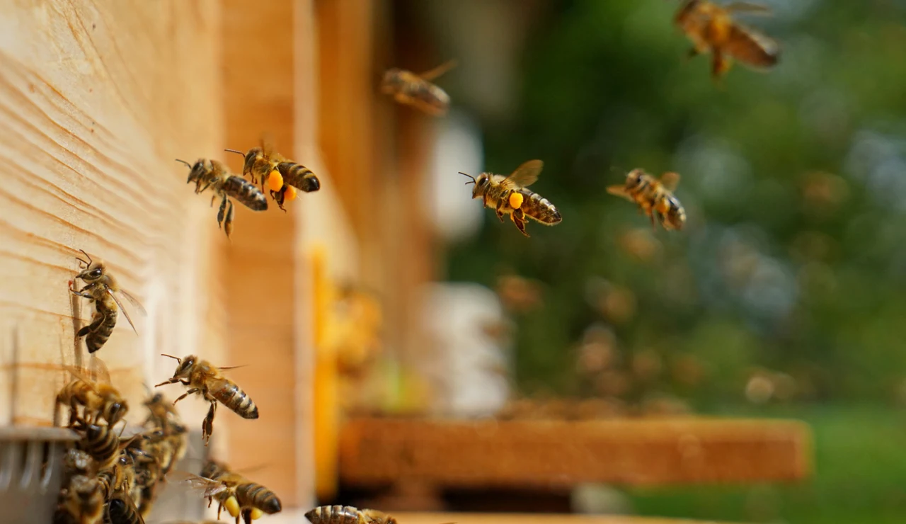 Varias abejas volando