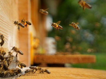 Varias abejas volando