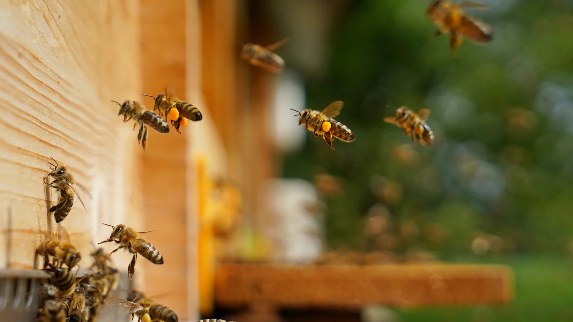 Varias abejas volando