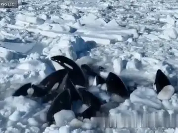 Orcas atrapadas en el hielo
