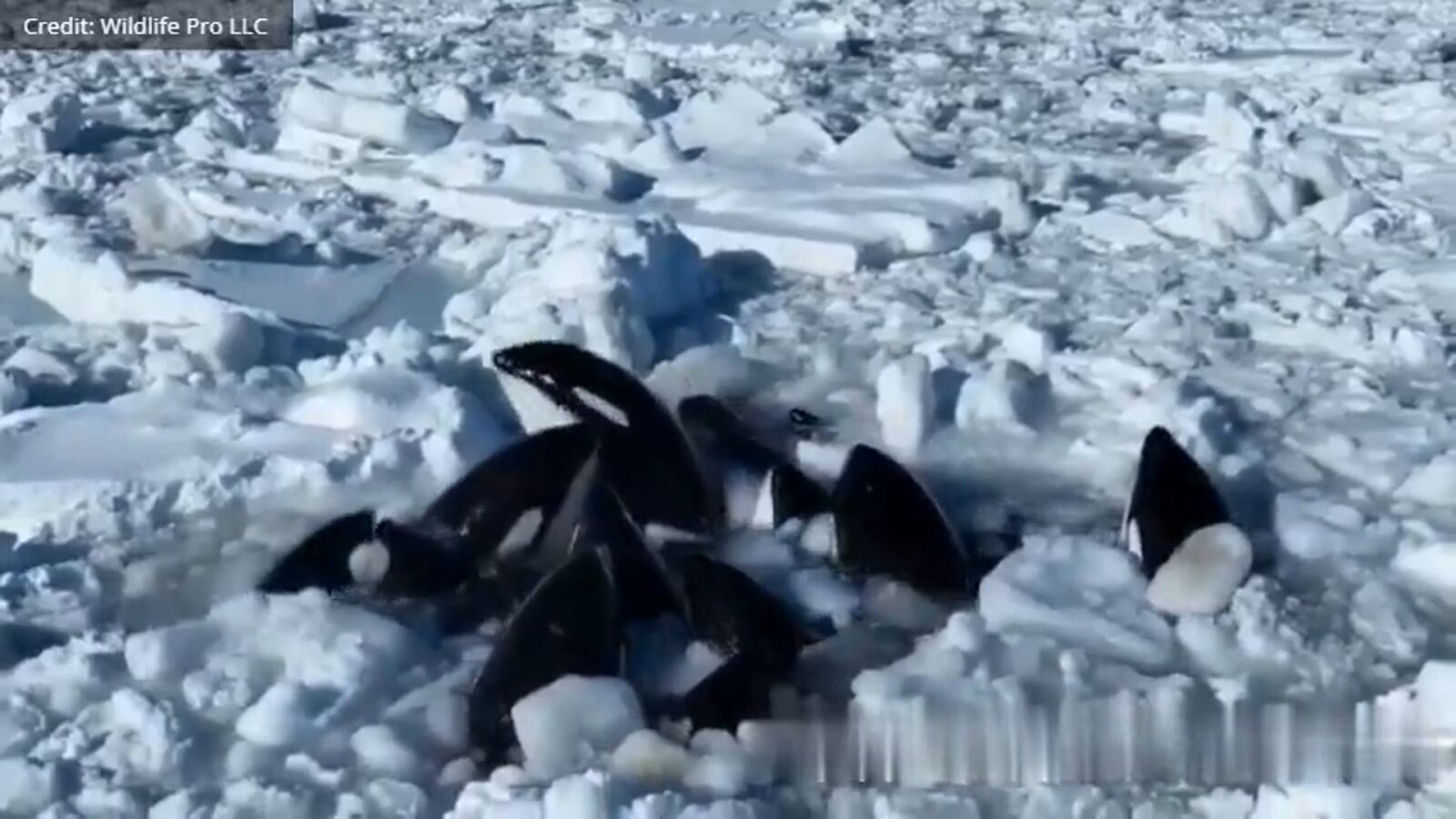 VÍDEO: Un grupo de orcas luchan por su vida atrapadas en el hielo