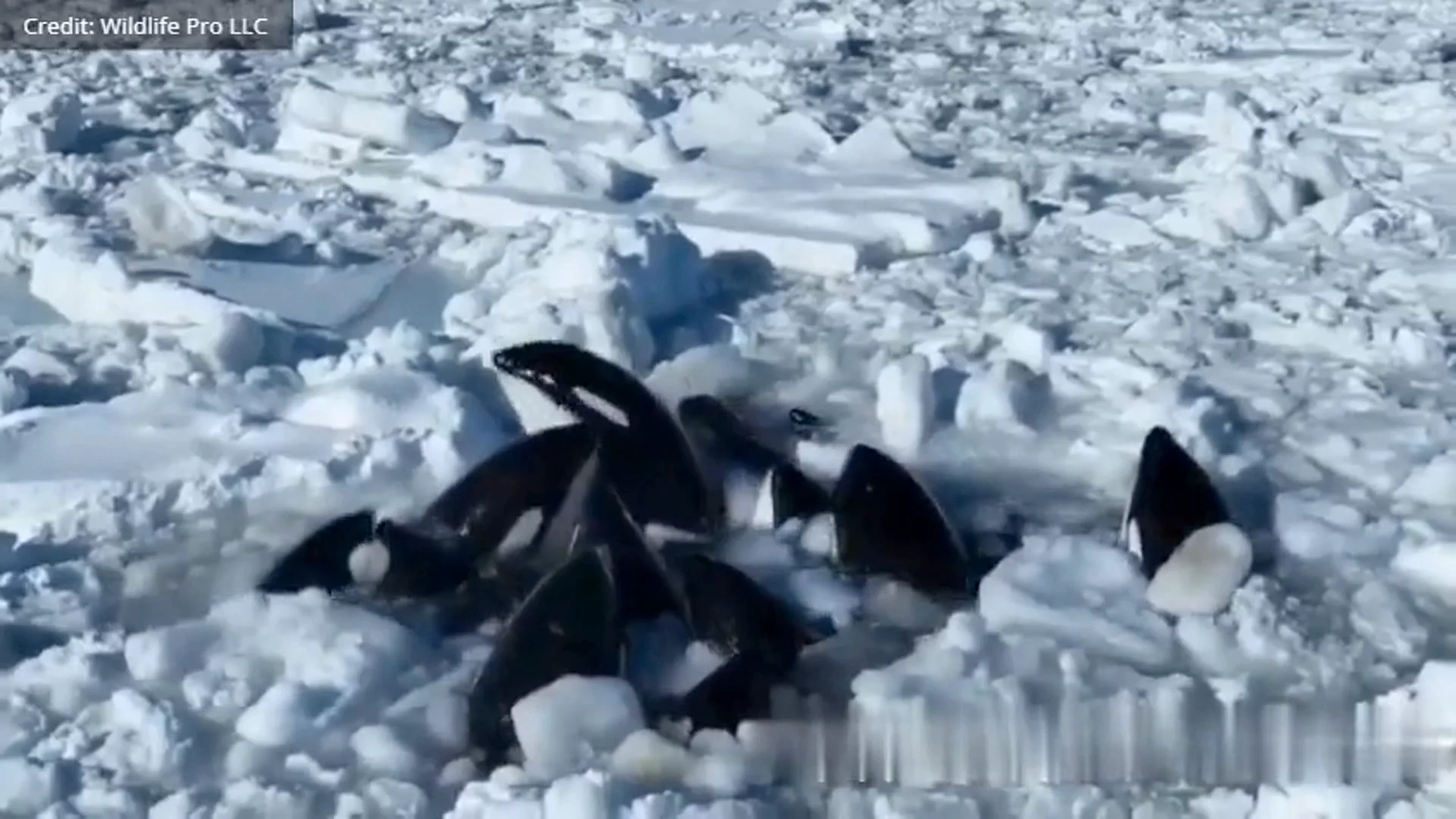 Orcas atrapadas en el hielo