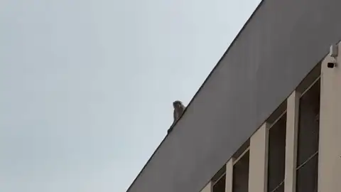 Buscan al mono de Gibraltar que sería el primero en cruzar la verja Buscan al mono de Gibraltar que sería el primero en cruzar la verja