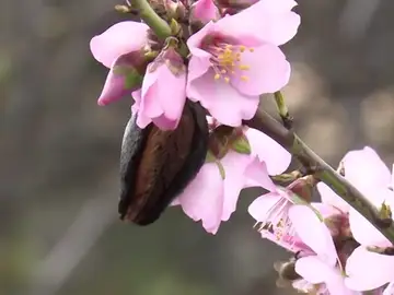 El 'otoño constante' de Canarias retrasa la floración de los almendros de Tejeda El 'otoño constante' de Canarias retrasa la floración de los almendros de Tejeda