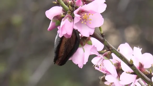 El 'otoño constante' de Canarias retrasa la floración de los almendros de Tejeda El 'otoño constante' de Canarias retrasa la floración de los almendros de Tejeda