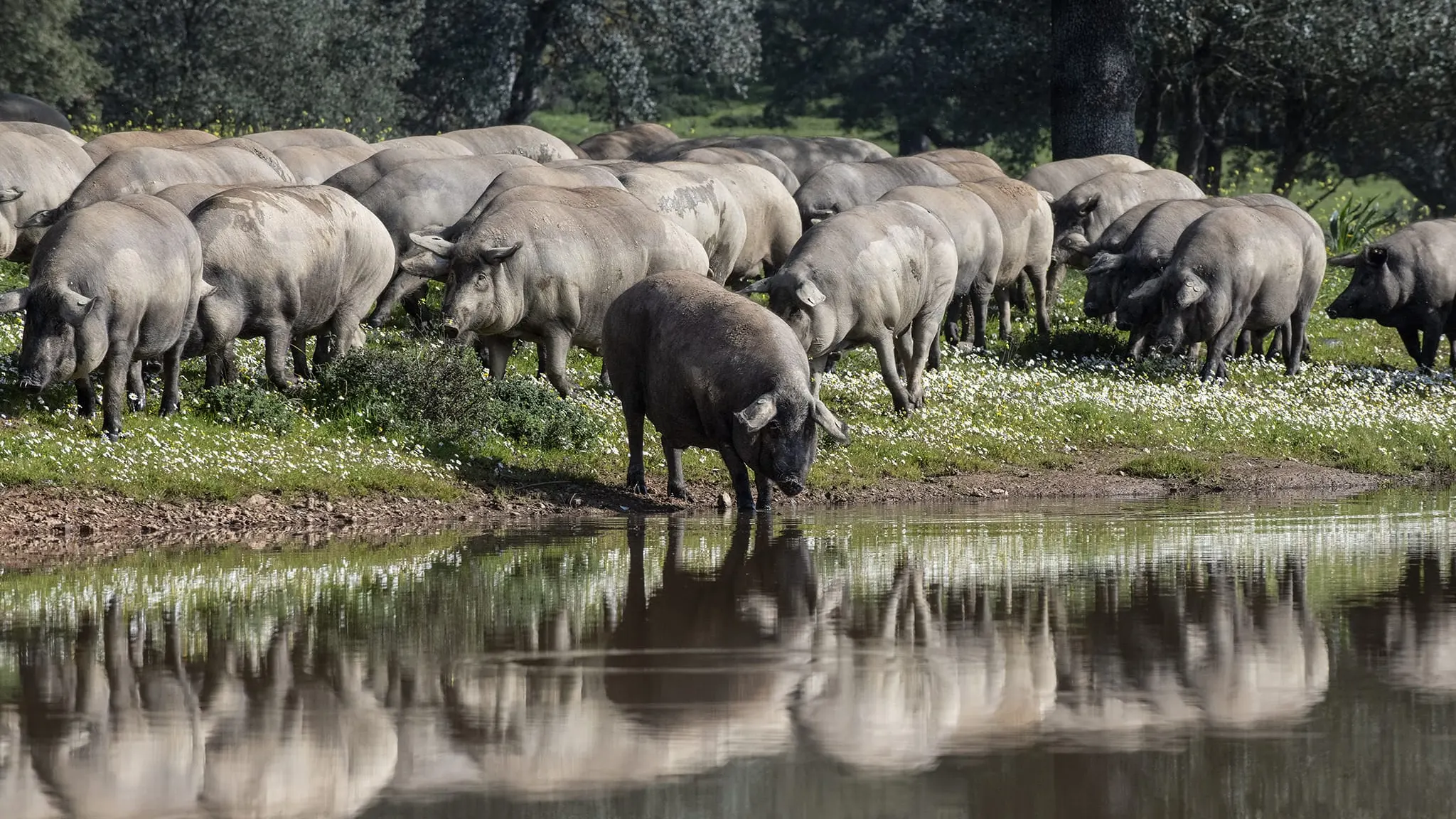 Falta de relevo generacional y precios bajos: El cerdo ib&eacute;rico no se escapa a los problemas del campo
