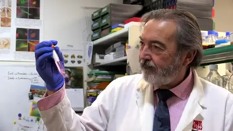 Descubren que los dientes de leche pueden ser clave para desarrollar nuevas terapias para enfermedades raras Descubren que los dientes de leche pueden ser clave para desarrollar nuevas terapias para enfermedades raras