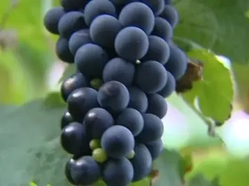 ¿Cómo serán los vinos que bebamos en el futuro? ¿Cómo serán los vinos que bebamos en el futuro?