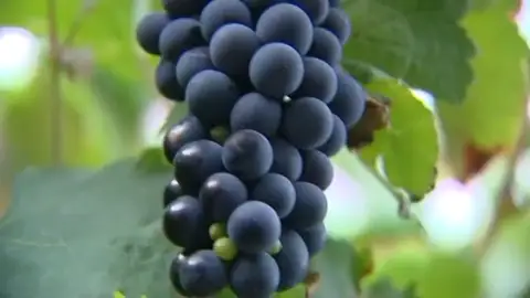 ¿Cómo serán los vinos que bebamos en el futuro? ¿Cómo serán los vinos que bebamos en el futuro?