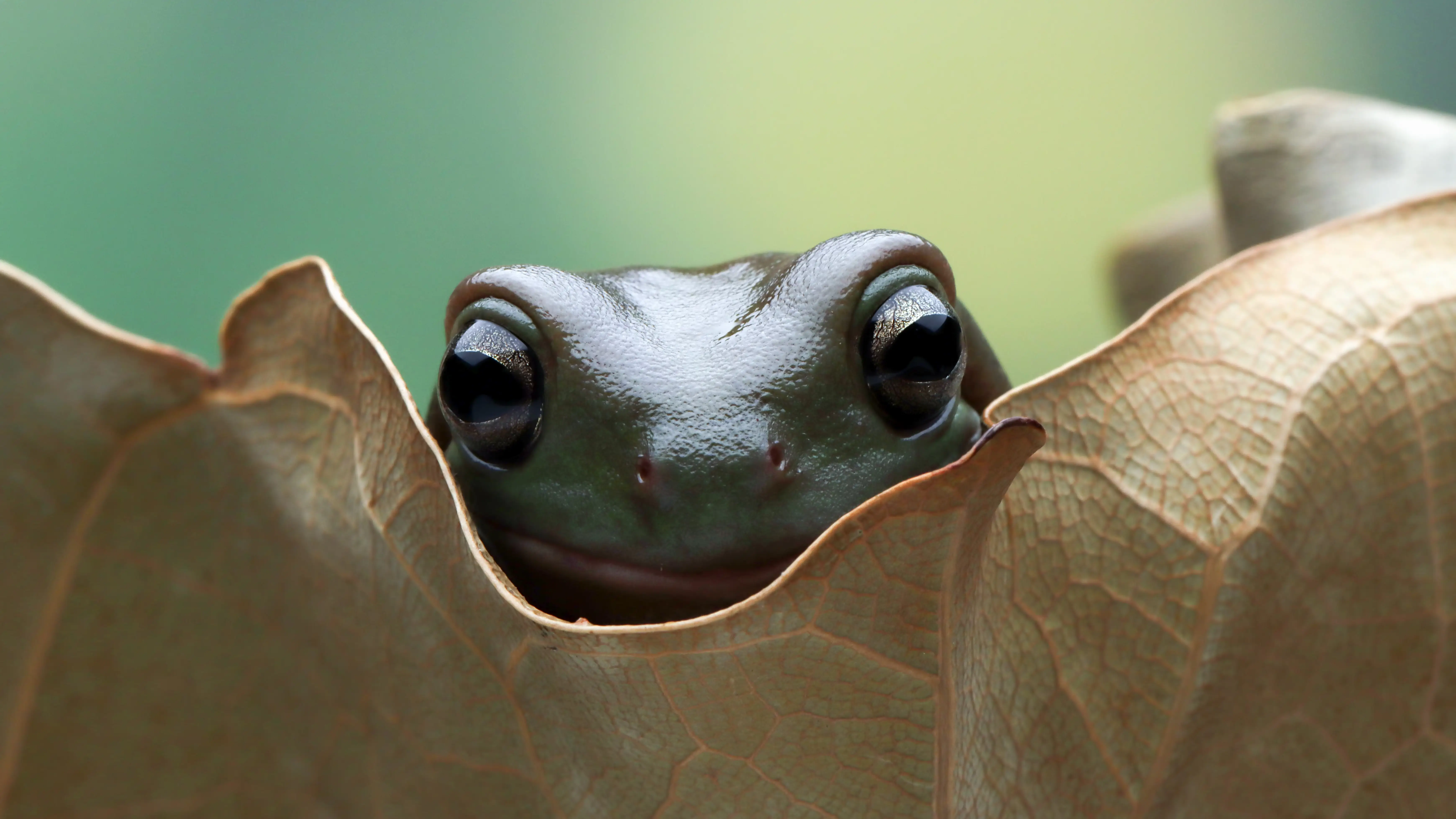 Sapo