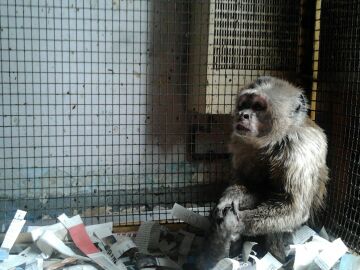 Linito, el mono que llevaba 3 décadas en una jaula