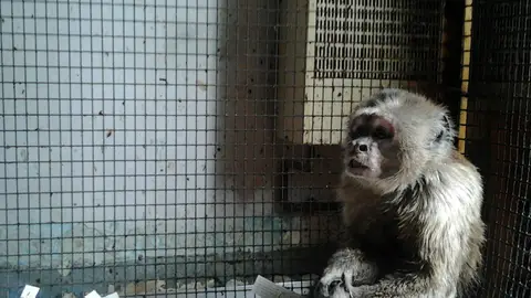 Linito, el mono que llevaba 3 décadas en una jaula
