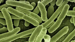 Imagen de archivo de una bacteria Imagen de archivo de una bacteria