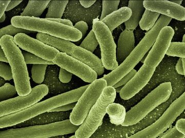 Imagen de archivo de una bacteria