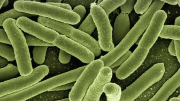 Imagen de archivo de una bacteria