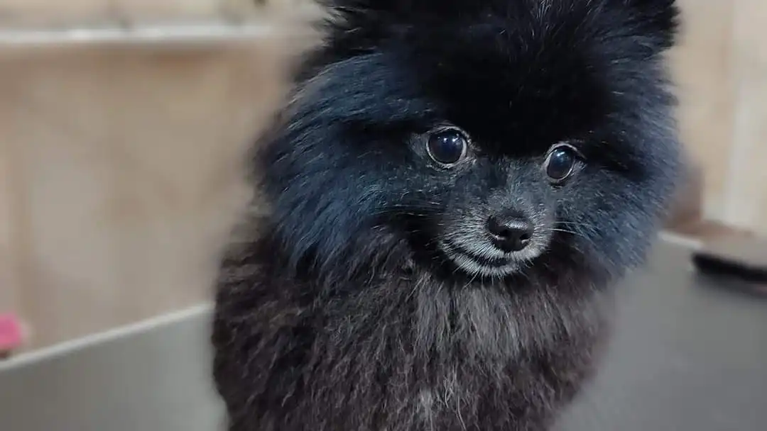 París, la perra pomerania perdida en Sevilla París, la perra pomerania perdida en Sevilla